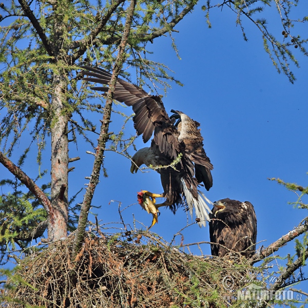 White-tailed Eagle (Haliaeetus albicilla)