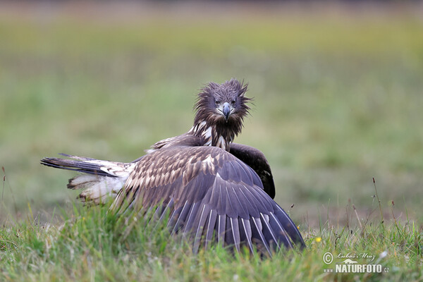 White-tailed Eagle (Haliaeetus albicilla)