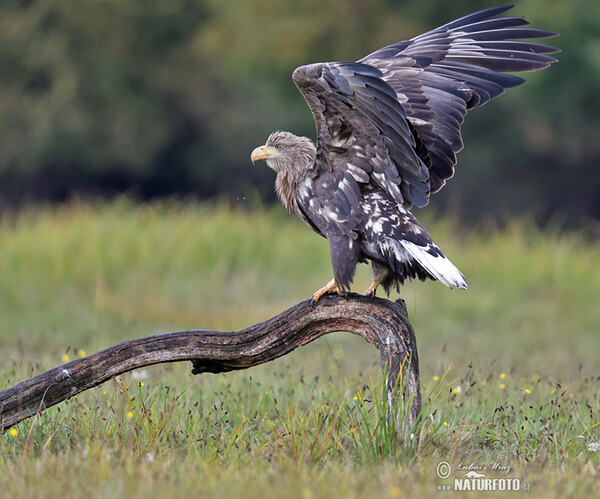 White-tailed Eagle (Haliaeetus albicilla)