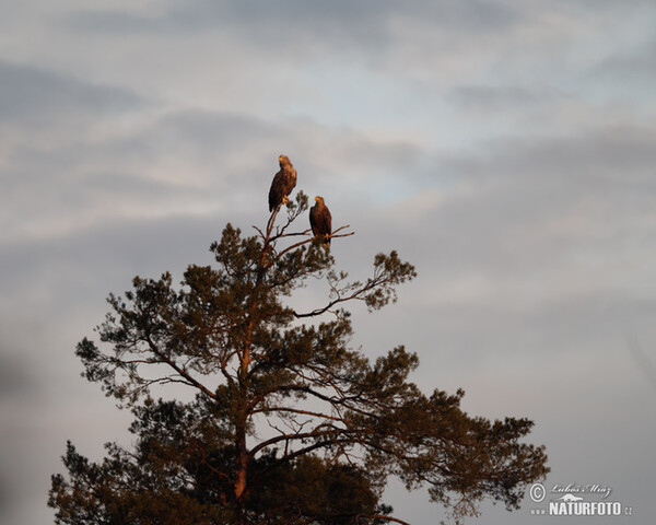White-tailed Eagle (Haliaeetus albicilla)