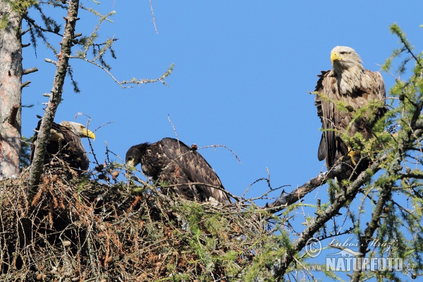 White-tailed Eagle (Haliaeetus albicilla)