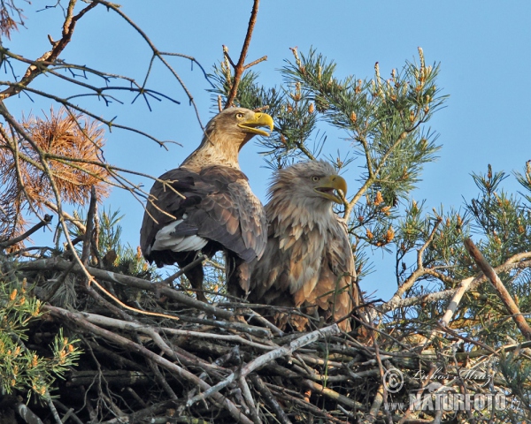 White-tailed Eagle (Haliaeetus albicilla)