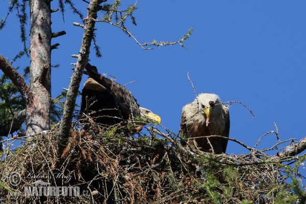 White-tailed Eagle (Haliaeetus albicilla)