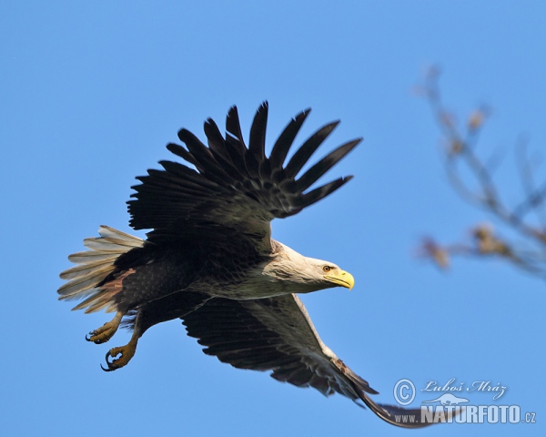 White-tailed Eagle (Haliaeetus albicilla)