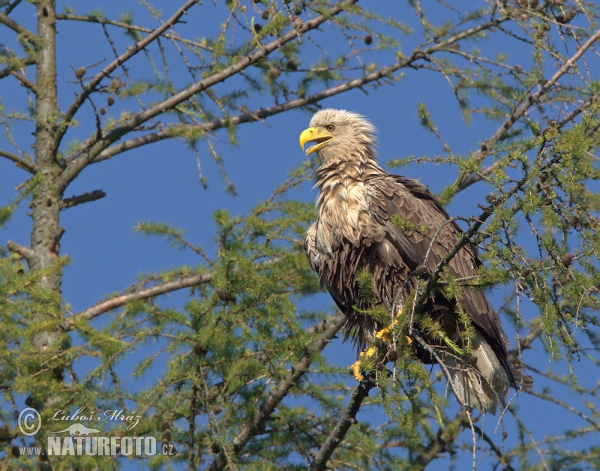 White-tailed Eagle (Haliaeetus albicilla)