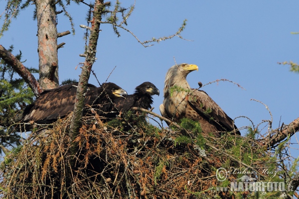 White-tailed Eagle (Haliaeetus albicilla)