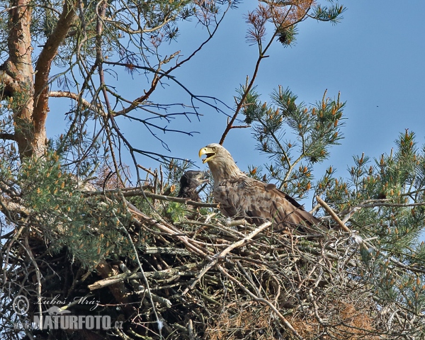 White-tailed Eagle (Haliaeetus albicilla)