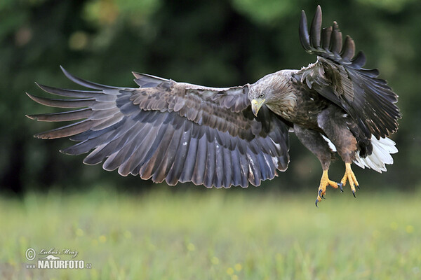 White-tailed Eagle (Haliaeetus albicilla)