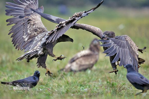 White-tailed Eagle (Haliaeetus albicilla)