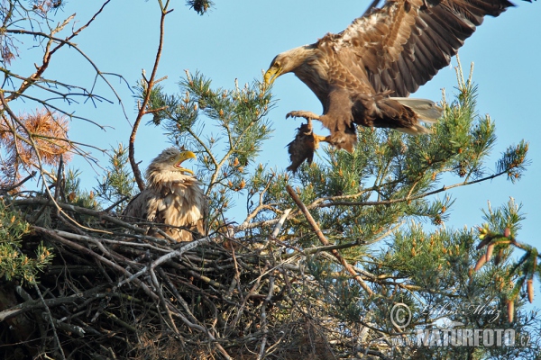 White-tailed Eagle (Haliaeetus albicilla)