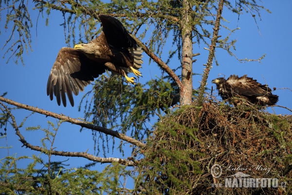 White-tailed Eagle (Haliaeetus albicilla)