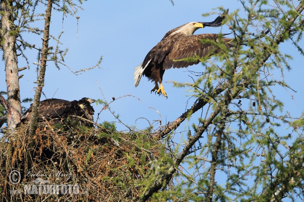 White-tailed Eagle (Haliaeetus albicilla)