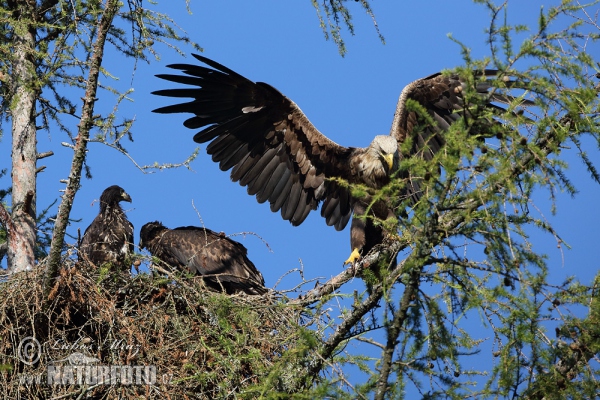 White-tailed Eagle (Haliaeetus albicilla)