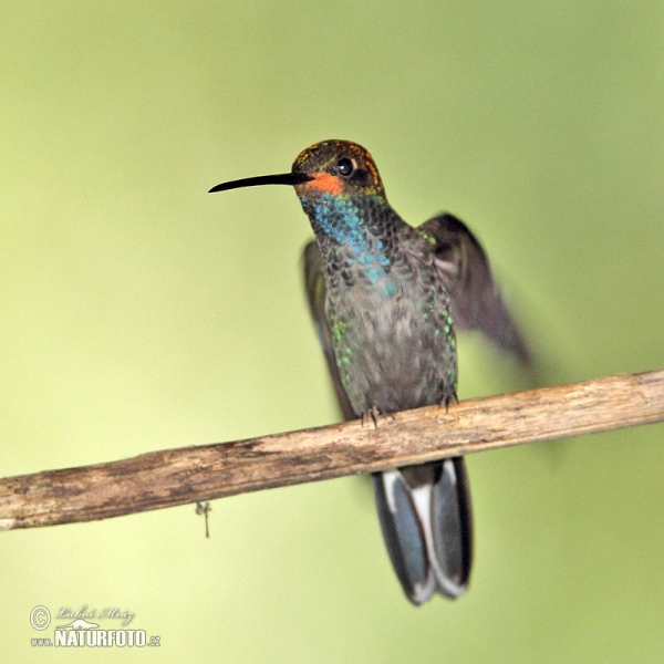 White-tailed Hillstar (Urochroa bougueri)