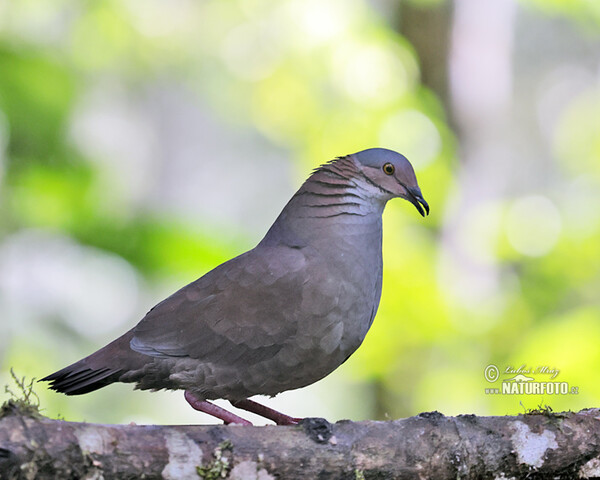 White-throated Quail-Dove (Zentrygon frenata)