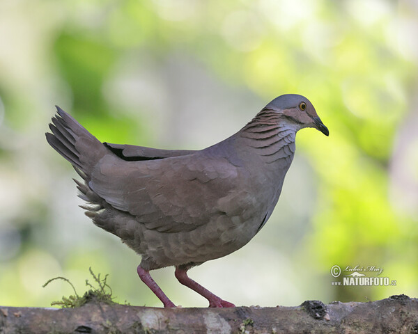 White-throated Quail-Dove (Zentrygon frenata)