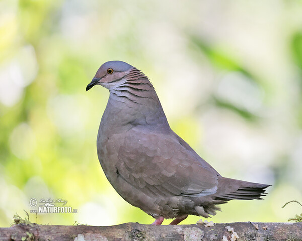 White-throated Quail-Dove (Zentrygon frenata)