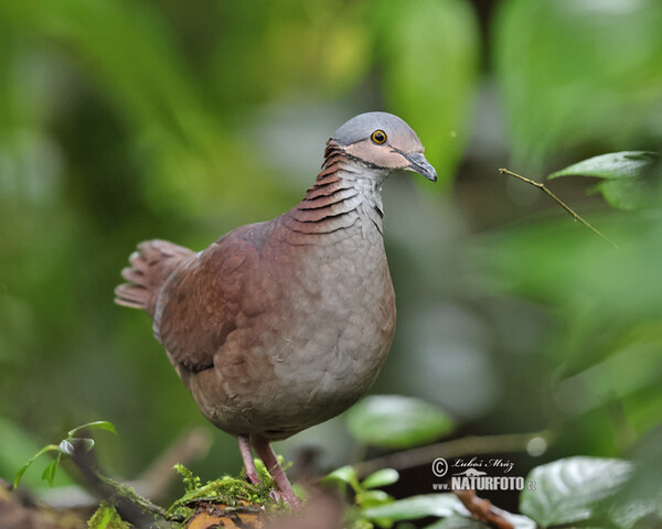 White-throated Quail-Dove (Zentrygon frenata)