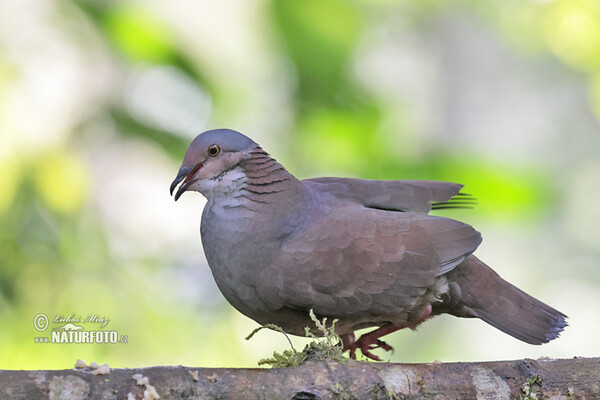 White-throated Quail-Dove (Zentrygon frenata)