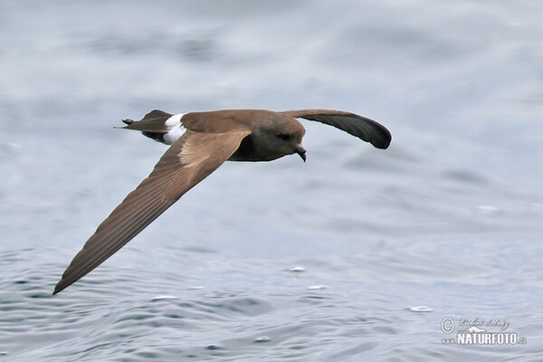 White-vented Storm-Petrel (Oceanites gracilis)