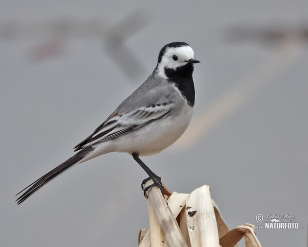 White Wagtail (Motacilla alba)