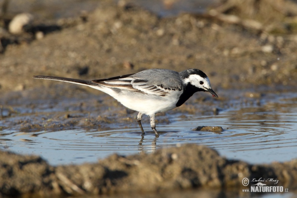 White Wagtail (Motacilla alba)