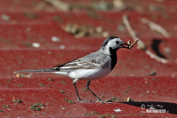 White Wagtail (Motacilla alba)