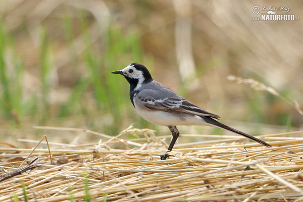 White Wagtail (Motacilla alba)