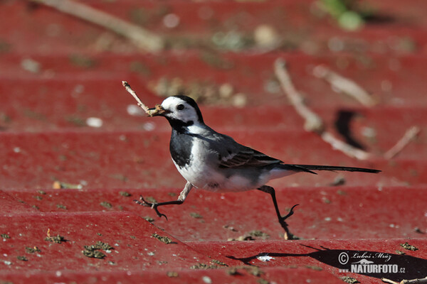 White Wagtail (Motacilla alba)