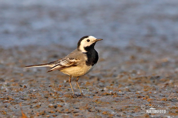 White Wagtail (Motacilla alba)