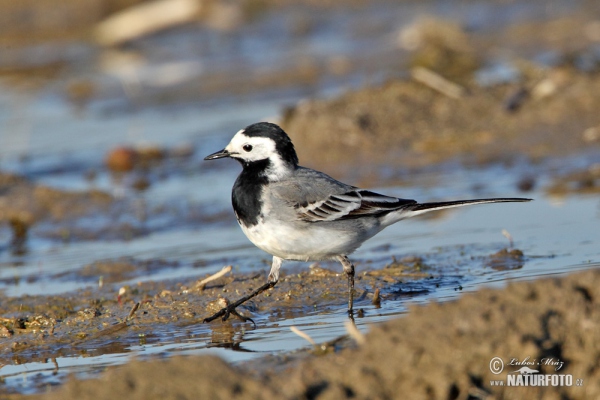 White Wagtail (Motacilla alba)