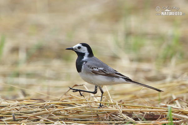 White Wagtail (Motacilla alba)