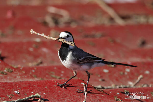 White Wagtail (Motacilla alba)