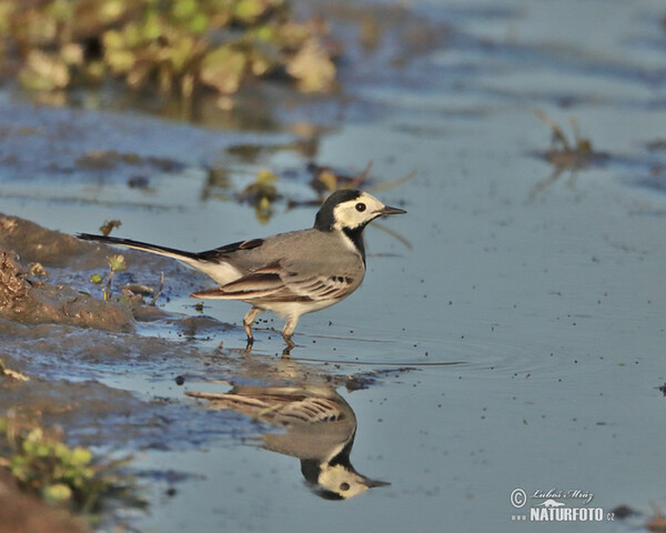 White Wagtail (Motacilla alba)