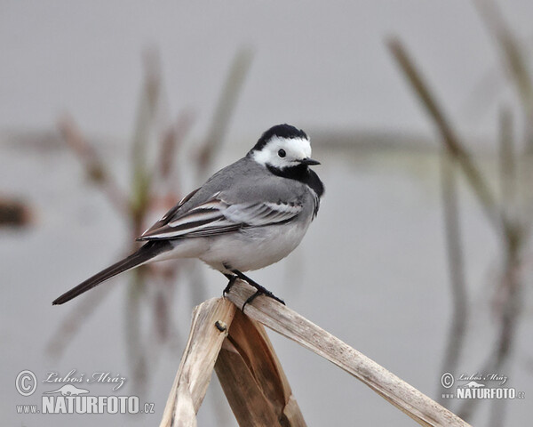 White Wagtail (Motacilla alba)