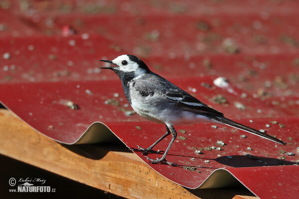 White Wagtail (Motacilla alba)