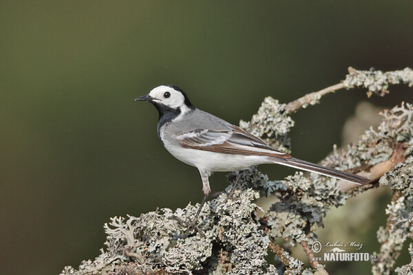 White Wagtail (Motacilla alba)