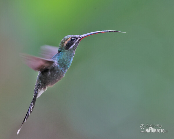 White-whiskered Hermit (Phaethornis yaruqui)