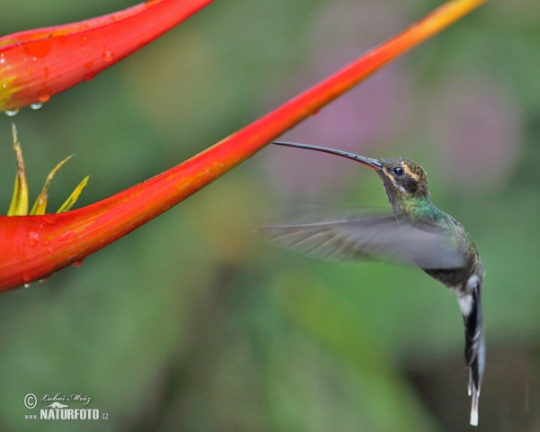 White-whiskered Hermit (Phaethornis yaruqui)