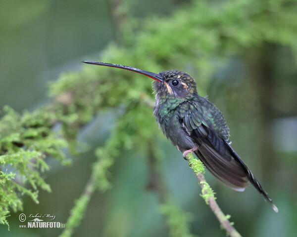 White-whiskered Hermit (Phaethornis yaruqui)