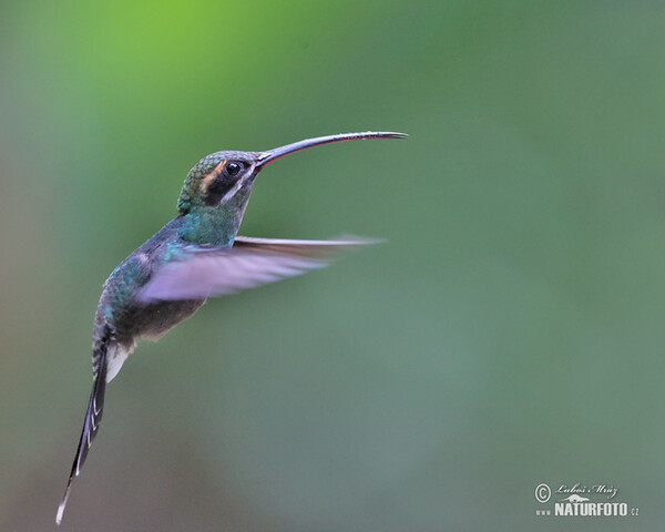 White-whiskered Hermit (Phaethornis yaruqui)