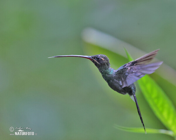 White-whiskered Hermit (Phaethornis yaruqui)