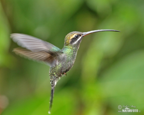 White-whiskered Hermit (Phaethornis yaruqui)