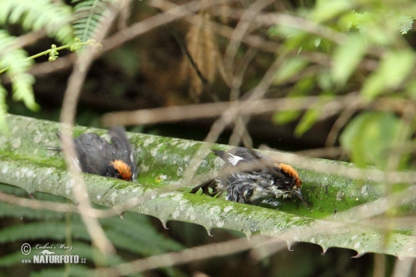 White-winged Brusch-Finch (Atlapetes leucopterus)