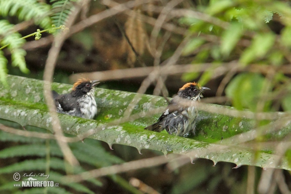 White-winged Brusch-Finch (Atlapetes leucopterus)