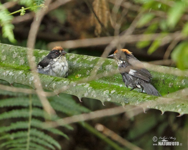 White-winged Brusch-Finch (Atlapetes leucopterus)