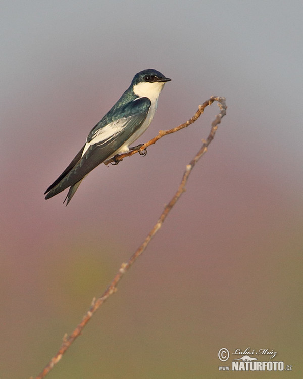 White-winged Swallow (Tachycineta albiventer)