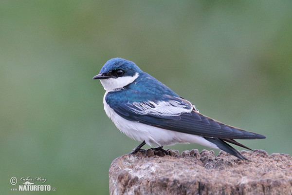 White-winged Swallow (Tachycineta albiventer)