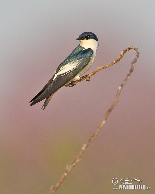 White-winged Swallow (Tachycineta albiventer)