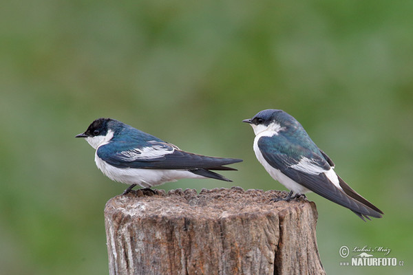 White-winged Swallow (Tachycineta albiventer)